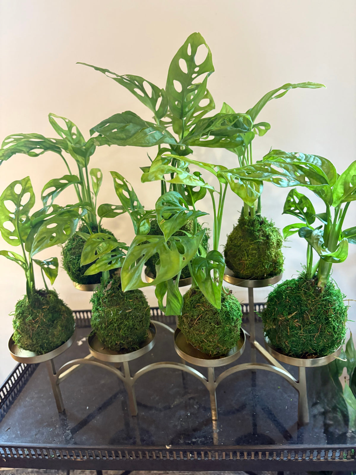 Mama’s Kokedama’s