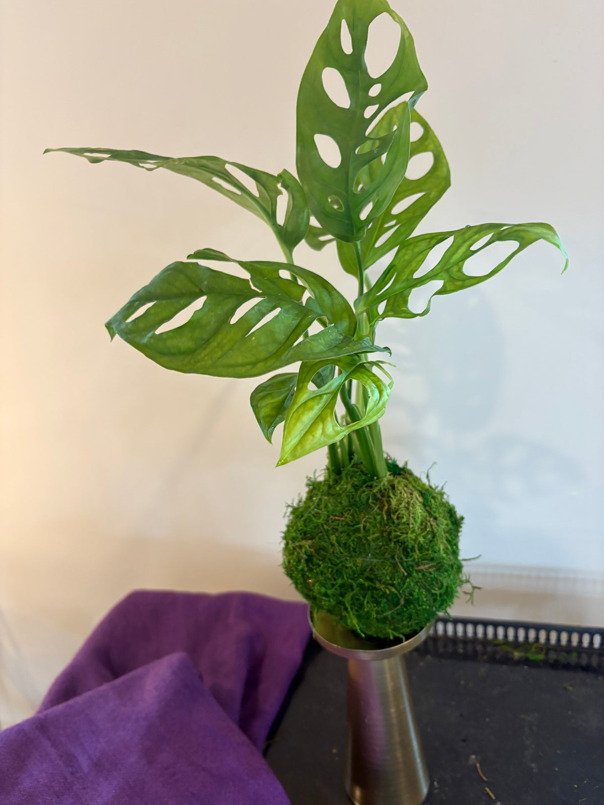 A green Monstera plant in a moss-covered pot on a metallic stand, set against a plain wall with a purple cloth in the foreground.
