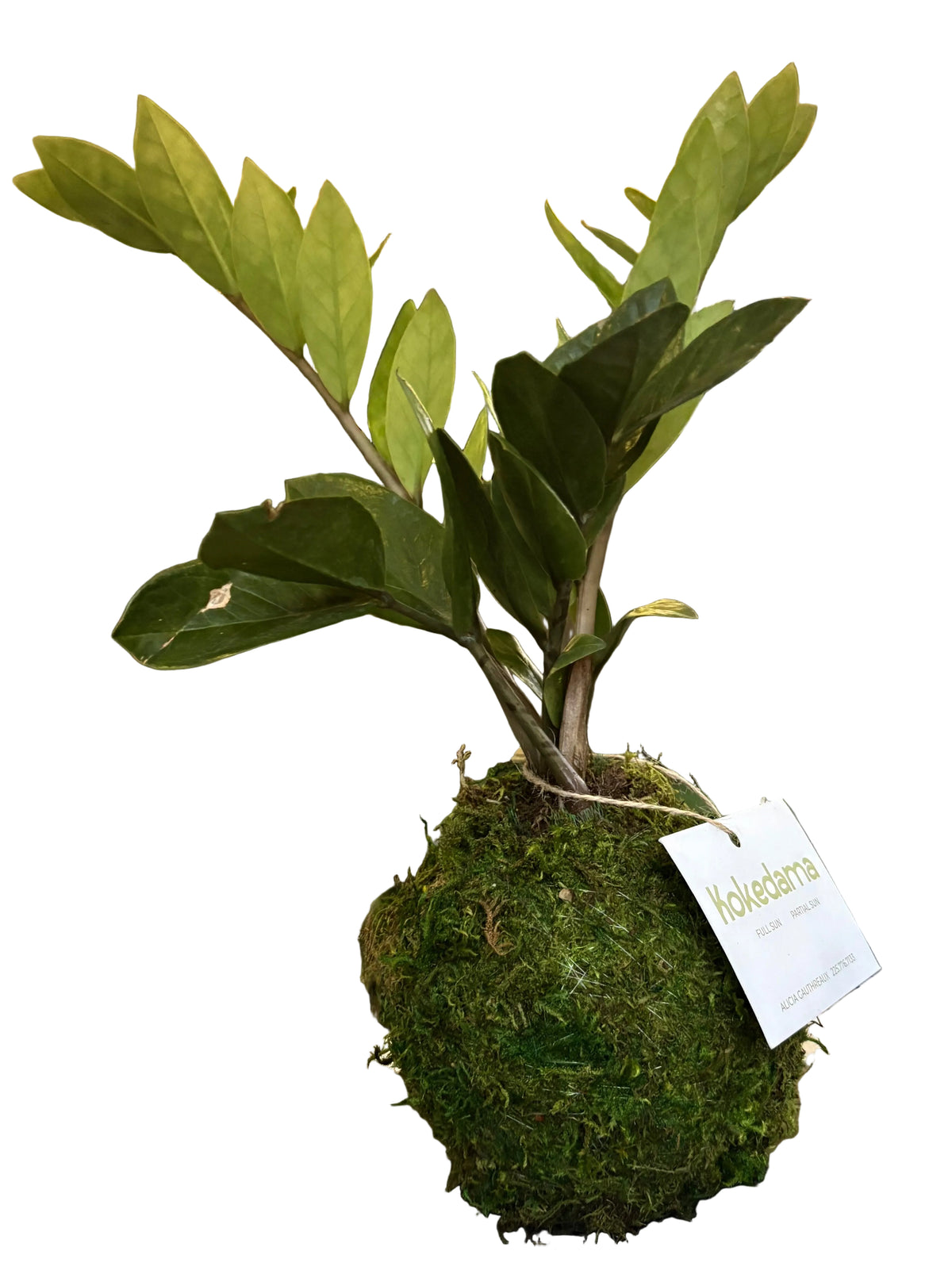 A Calathea Kokedama plant wrapped in green moss, displayed on a black tray under a white canopy tent. A white tag is attached to the plant.