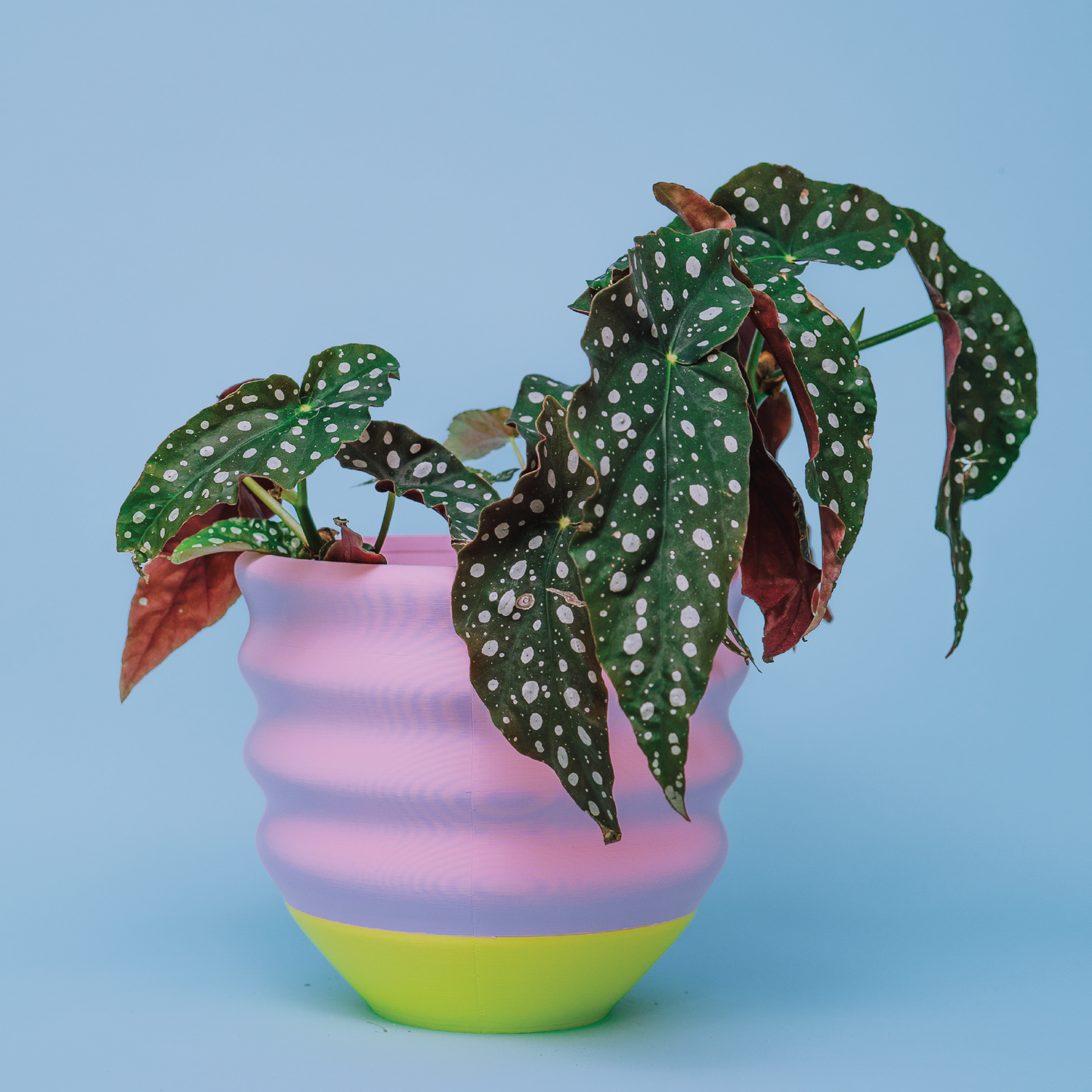7" Big Wiggle Planter