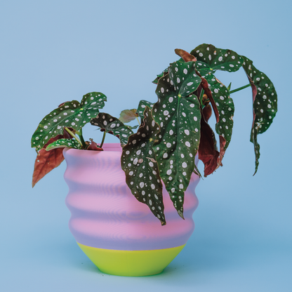 7" Big Wiggle Planter