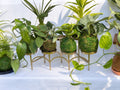 FULL MOOD custom live kokedama moss ball plants displayed on a gold metal stand for indoor home decor