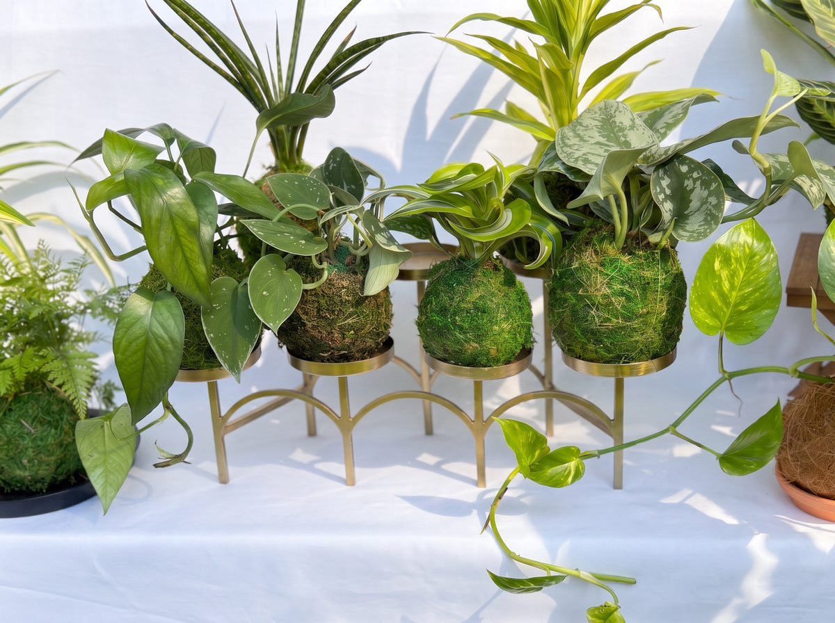 FULL MOOD custom live kokedama moss ball plants displayed on a gold metal stand for indoor home decor